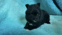 Storm, a male Pomeranian for sale in Lebanon, MO – 8 of 10