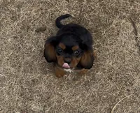 Little Lady, a female Cavalier King Charles Spaniel for sale in Lebanon, MO – 4 of 10