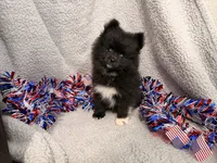 Storm, a male Pomeranian for sale in Lebanon, MO – 3 of 10
