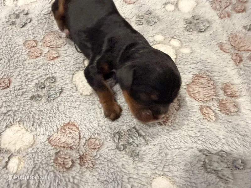 Little Lady – Cavalier King Charles Spaniel puppy for sale in Lebanon, MO