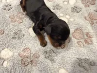 Little Lady, a female Cavalier King Charles Spaniel for sale in Lebanon, MO – 1 of 2
