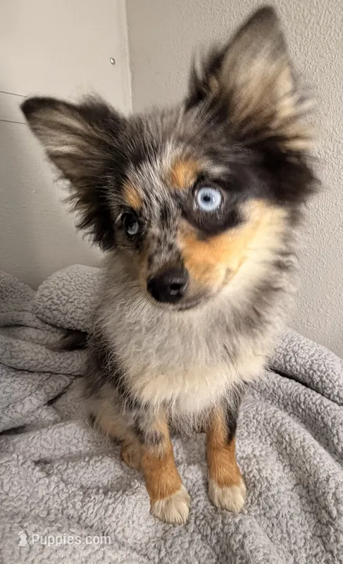 Wiggles  – Pomeranian puppy for sale in Lebanon, MO