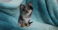 Wiggles , a male Pomeranian for sale in Lebanon, MO – 4 of 10