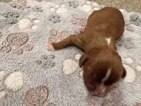 Faline, a female Cavalier King Charles Spaniel for sale in Lebanon, MO – 1 of 2