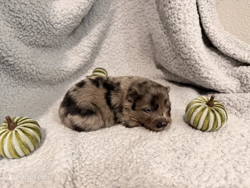 Tiny – Pomeranian puppy for sale in Lebanon, MO