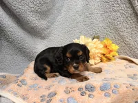 Diesel, a male Cavalier King Charles Spaniel for sale in Lebanon, MO – 5 of 10
