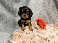 Diesel, a male Cavalier King Charles Spaniel for sale in Lebanon, MO – 3 of 10
