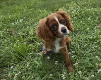 Jupiter, a male Cavalier King Charles Spaniel for sale in Lebanon, MO – Photo 2 of 2