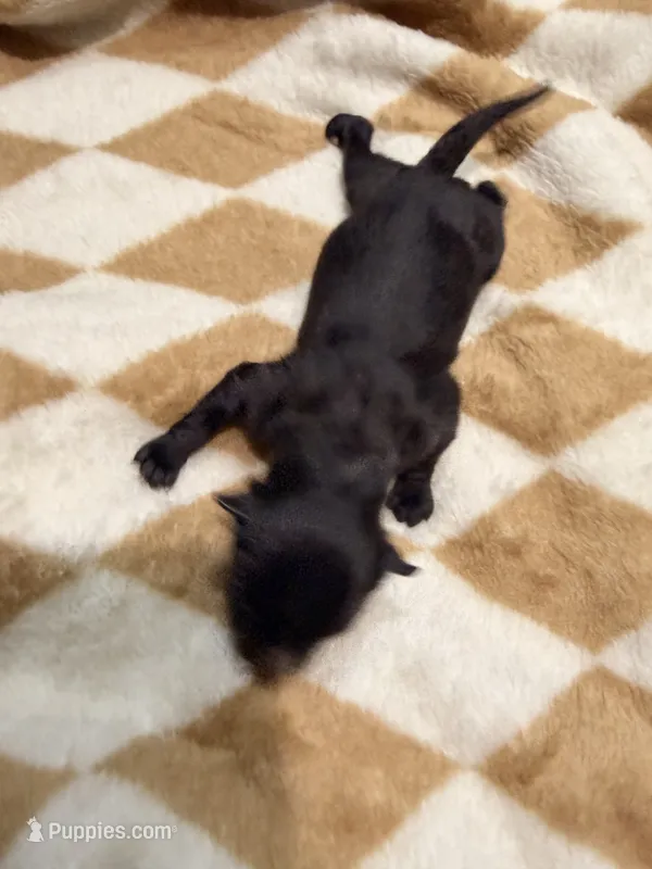 Penny – Pomeranian puppy for sale in Lebanon, MO