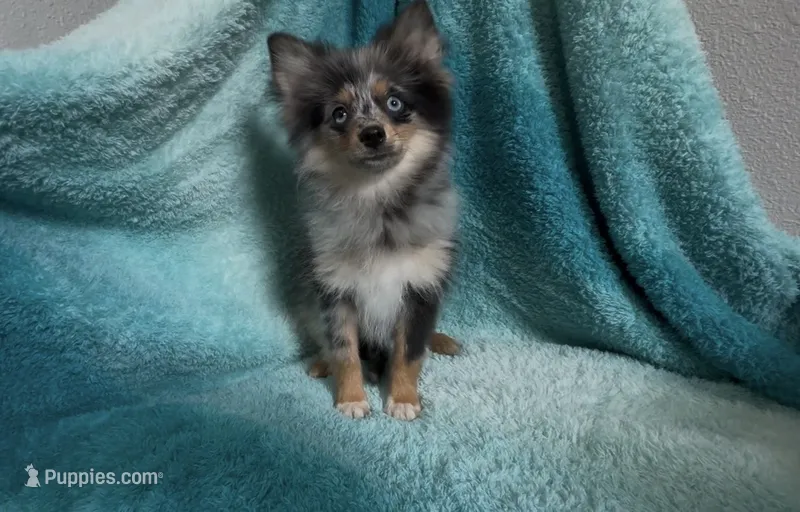Wiggles , a male Pomeranian for sale in Lebanon, MO – 1 of 10