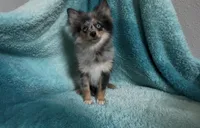 Wiggles , a male Pomeranian for sale in Lebanon, MO – 1 of 10
