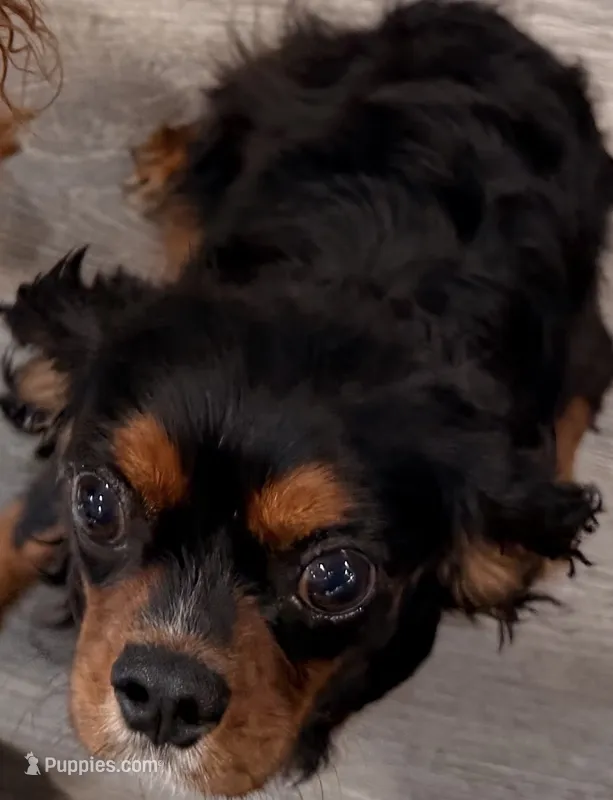 Ebony – Cavalier King Charles Spaniel puppy for sale in Lebanon, MO