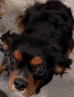 Ebony, a female Cavalier King Charles Spaniel for sale in Lebanon, MO – 1 of 1