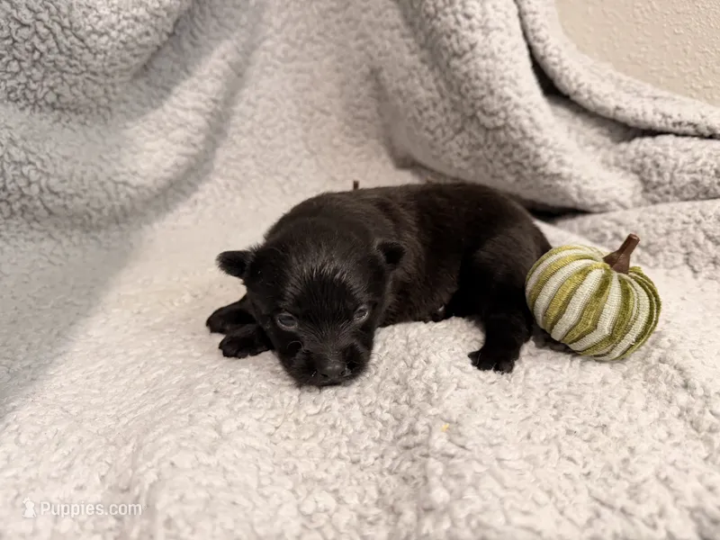 Squirm – Pomeranian puppy for sale in Lebanon, MO