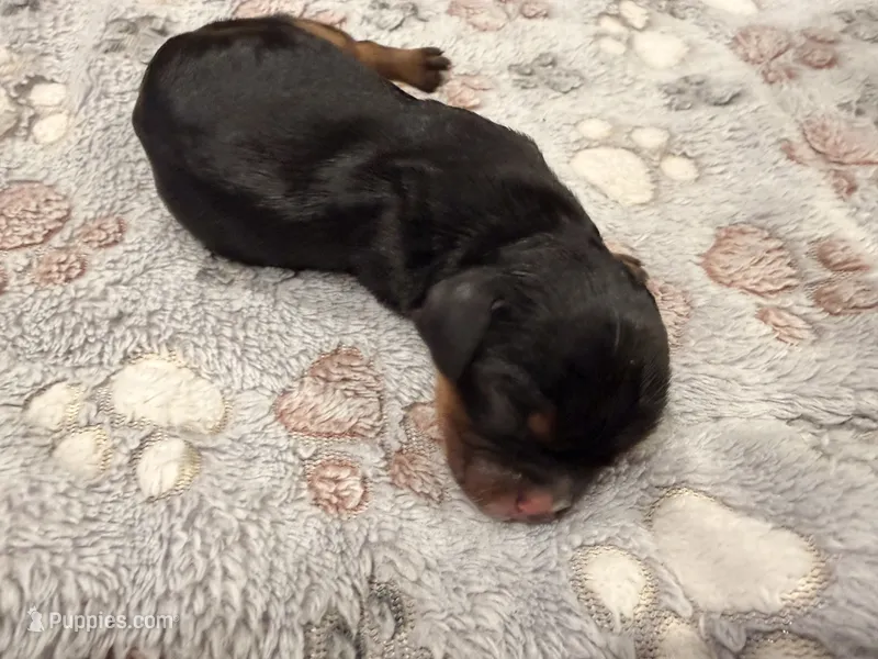 Diesel – Cavalier King Charles Spaniel puppy for sale in Lebanon, MO