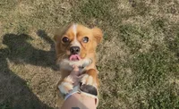 Theodore aka Theo, a male Cavalier King Charles Spaniel and Pomeranian for sale in Lebanon, MO – 4 of 4