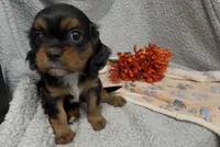 Little Lady, a female Cavalier King Charles Spaniel for sale in Lebanon, MO – 3 of 6