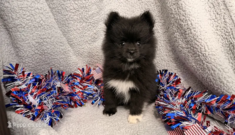 Storm – Pomeranian puppy for sale in Lebanon, MO