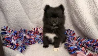 Storm, a male Pomeranian for sale in Lebanon, MO – 1 of 10