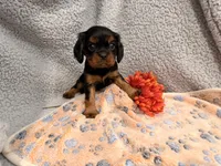 Queen, a female Cavalier King Charles Spaniel for sale in Lebanon, MO – 3 of 6