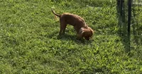 Poppy, a female Cavalier King Charles Spaniel for sale in Lebanon, MO – 2 of 7