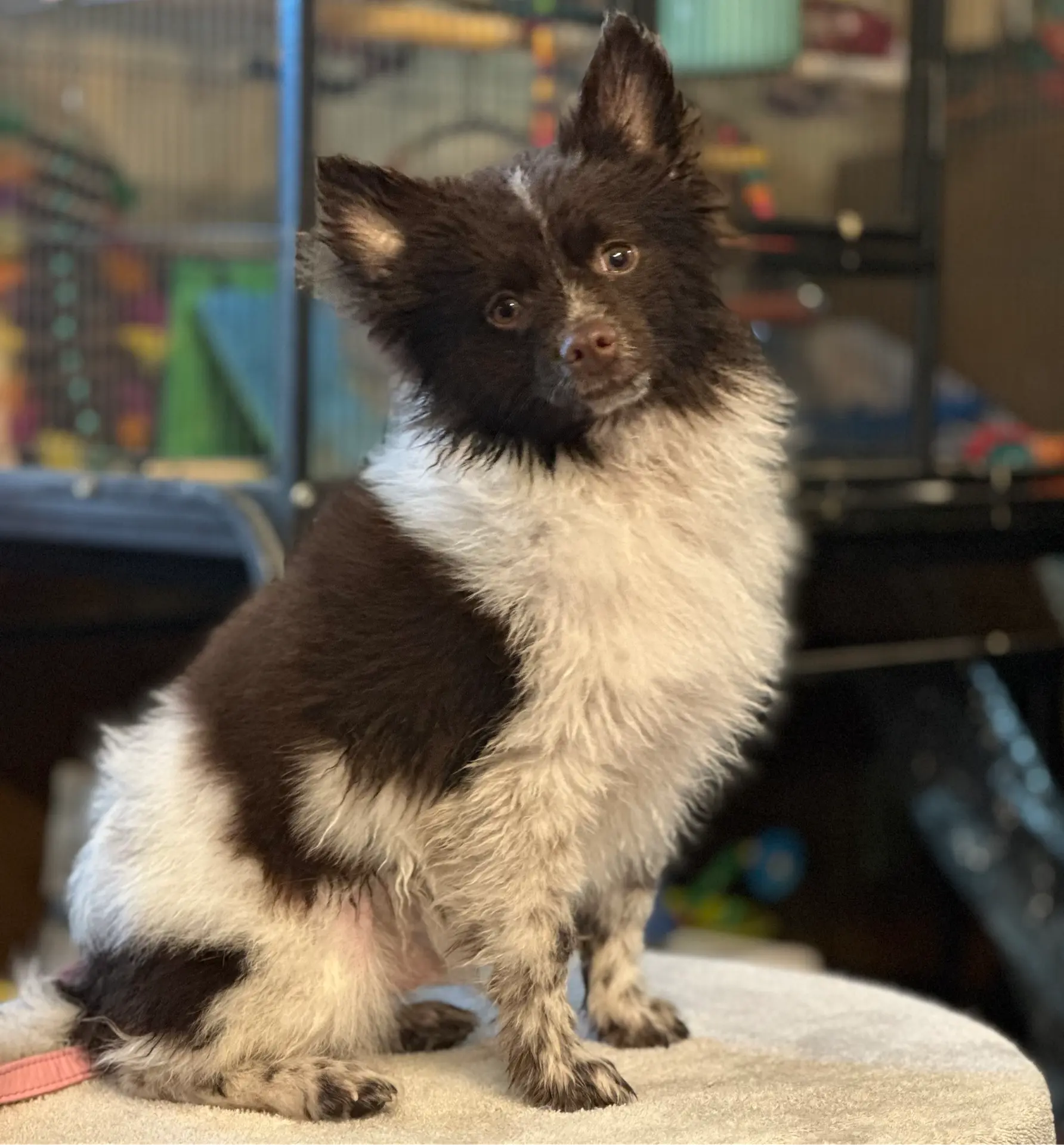 Toby, a male Pomeranian for sale in Lebanon, MO – Photo 3 of 10