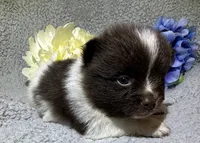 Toby, a male Pomeranian for sale in Lebanon, MO – Photo 10 of 10