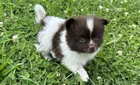 Toby, a male Pomeranian for sale in Lebanon, MO – Photo 8 of 10