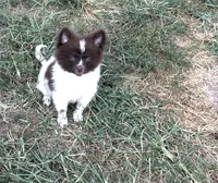 Toby, a male Pomeranian for sale in Lebanon, MO – Photo 6 of 10