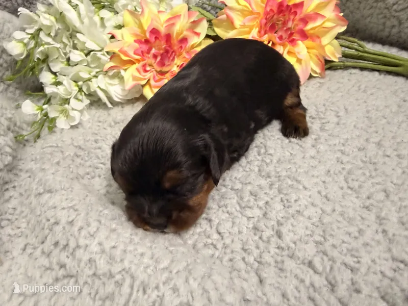 Little Lady – Cavalier King Charles Spaniel puppy for sale in Lebanon, MO