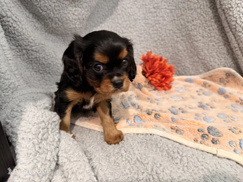 Diesel – Cavalier King Charles Spaniel puppy on hold in Lebanon, MO