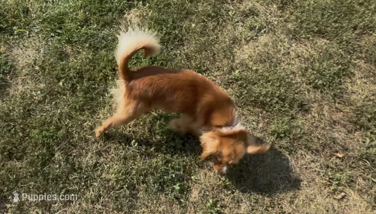 Theodore aka Theo – Cavalier King Charles Spaniel, Pomeranian puppy for sale in Lebanon, MO