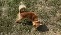 Theodore aka Theo, a male Cavalier King Charles Spaniel and Pomeranian for sale in Lebanon, MO – 1 of 4