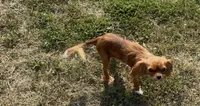 Poppy, a female Cavalier King Charles Spaniel for sale in Lebanon, MO – 6 of 7