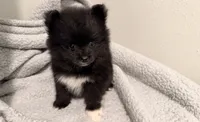 Storm, a male Pomeranian for sale in Lebanon, MO – 6 of 10