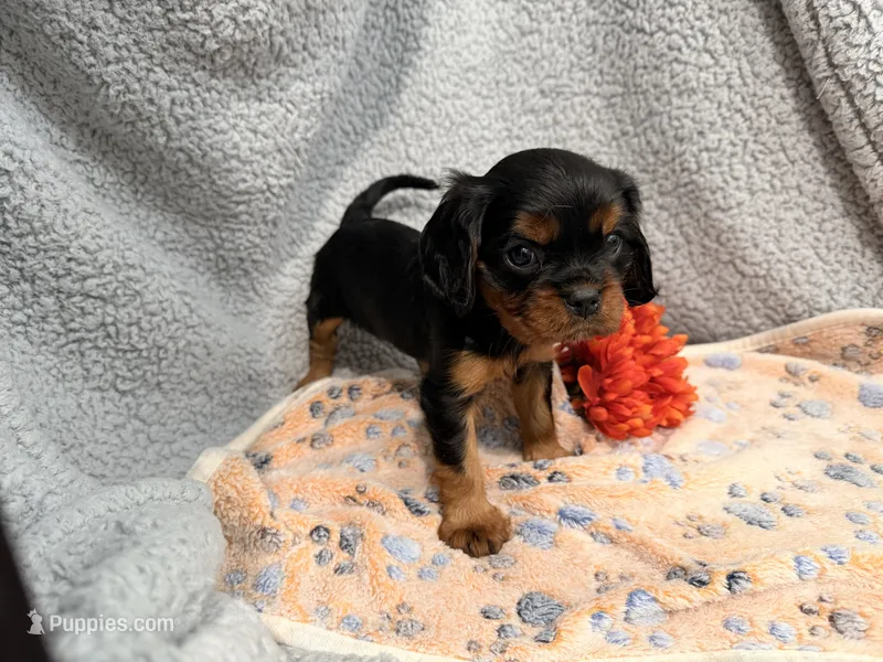 Queen – Cavalier King Charles Spaniel puppy for sale in Lebanon, MO