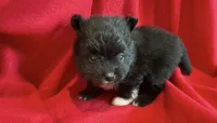 Storm, a male Pomeranian for sale in Lebanon, MO – 2 of 3