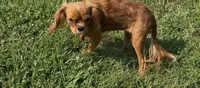 Poppy, a female Cavalier King Charles Spaniel for sale in Lebanon, MO – 5 of 7