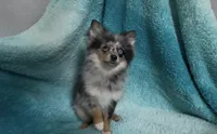 Wiggles , a male Pomeranian for sale in Lebanon, MO – 2 of 10