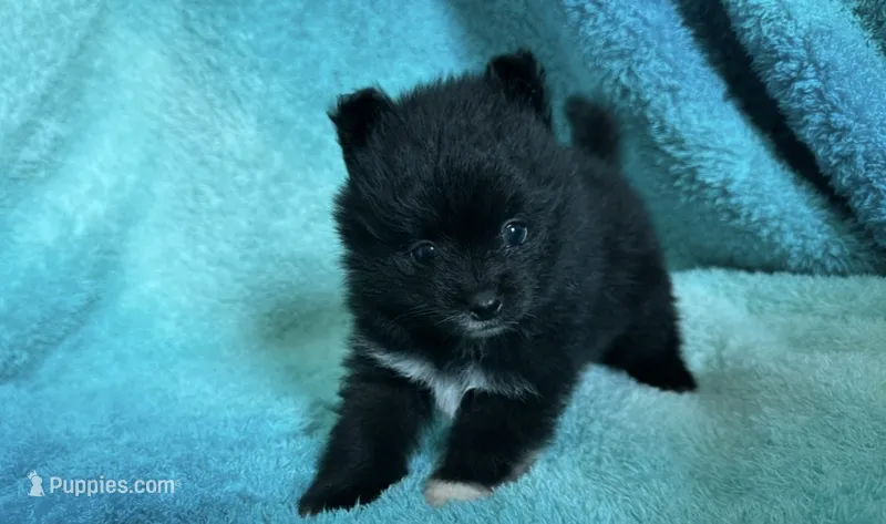 Storm – Pomeranian puppy for sale in Lebanon, MO
