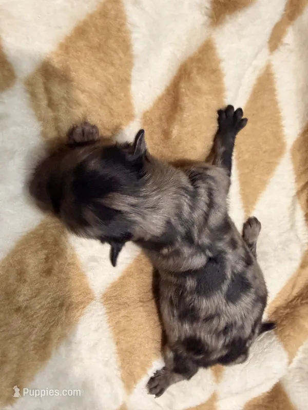 Cookie Dough  – Pomeranian puppy for sale in Lebanon, MO