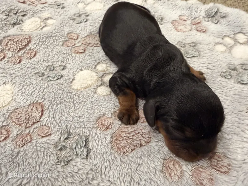 Queen – Cavalier King Charles Spaniel puppy for sale in Lebanon, MO