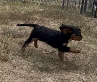 Little Lady, a female Cavalier King Charles Spaniel for sale in Lebanon, MO – 3 of 10