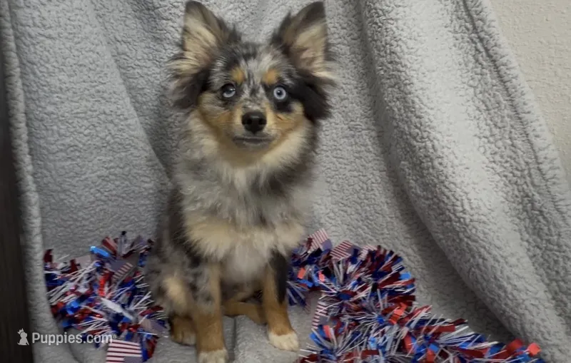 Wiggles  – Pomeranian puppy for sale in Lebanon, MO