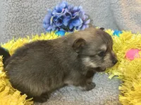 Wolfy, a male Pomeranian for sale in Lebanon, MO – Photo 2 of 6