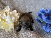 Wolfy, a male Pomeranian for sale in Lebanon, MO – Photo 6 of 6