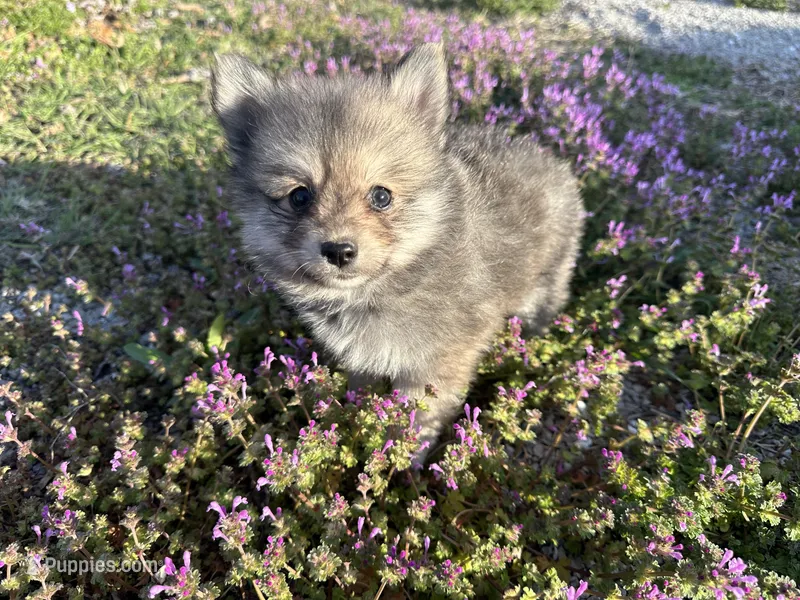 Wolfy – Pomeranian puppy for sale in Lebanon, MO