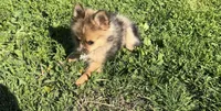 Hoss, a male Pomeranian for sale in Lebanon, MO – 2 of 10