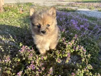Hoss, a male Pomeranian for sale in Lebanon, MO – Photo 2 of 10