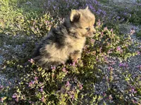 Hoss, a male Pomeranian for sale in Lebanon, MO – Photo 3 of 10